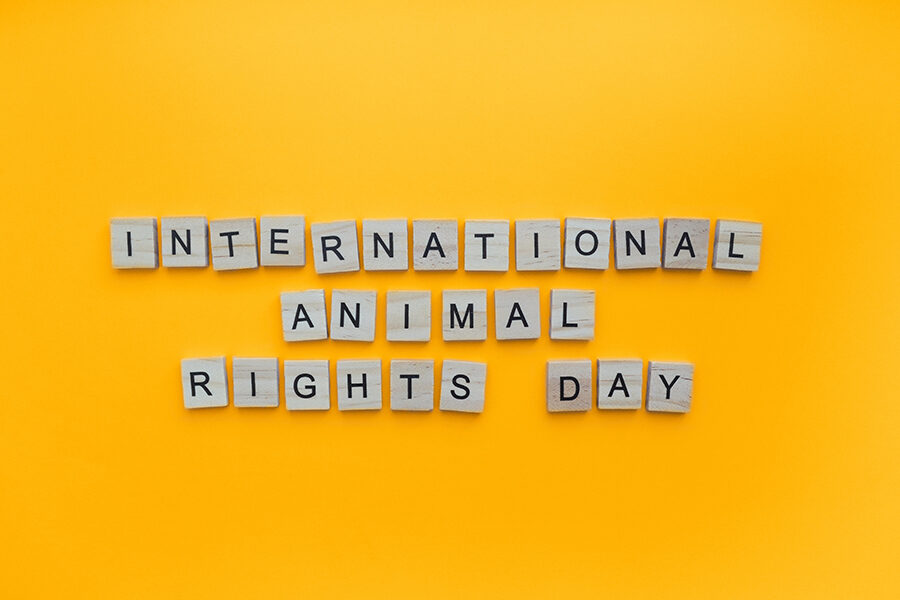 giornata internazionale dei diritti degli animali