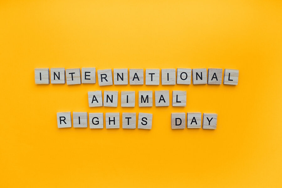 Día Internacional de los derechos de los animales