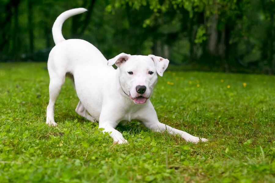 White dog resting on his front legs on the grass