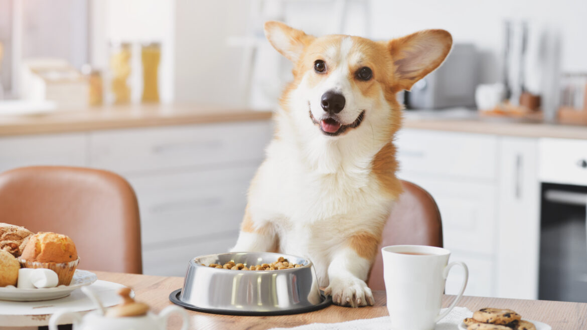 Cane corgi è in piedi con le zampe sopra il tavolo della cucina di fronte alla sua scodella del cibo