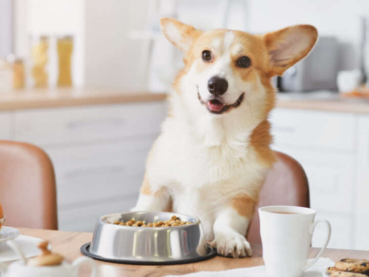 Dog behavior at mealtime: a guide to good table manners and a right diet