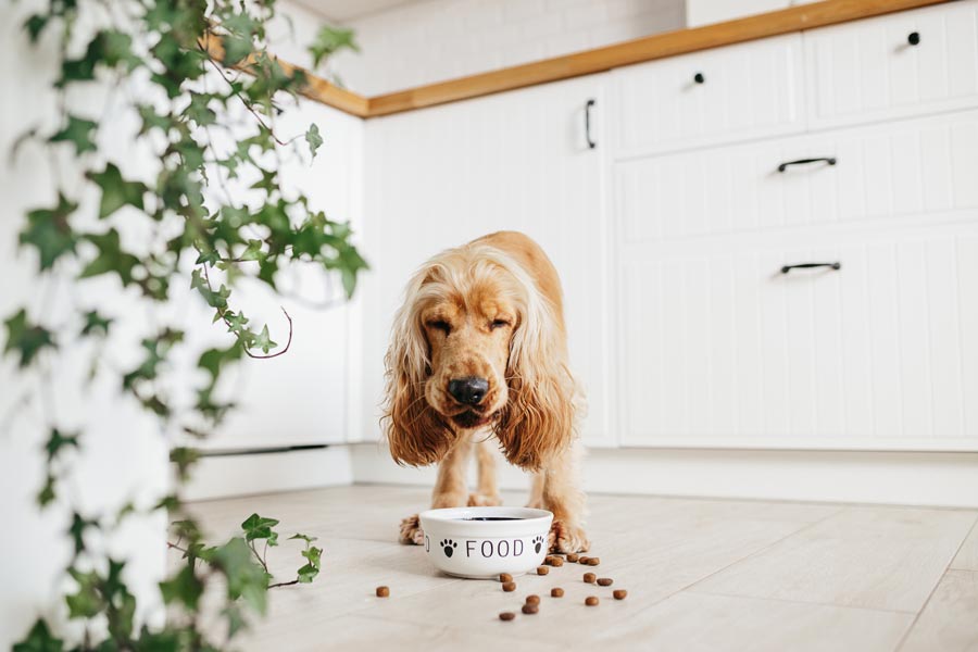 Perro Cocker come su comida que consiste en una porción de croquetas para perros en una cuenca para perros dentro de una pieza de la casa