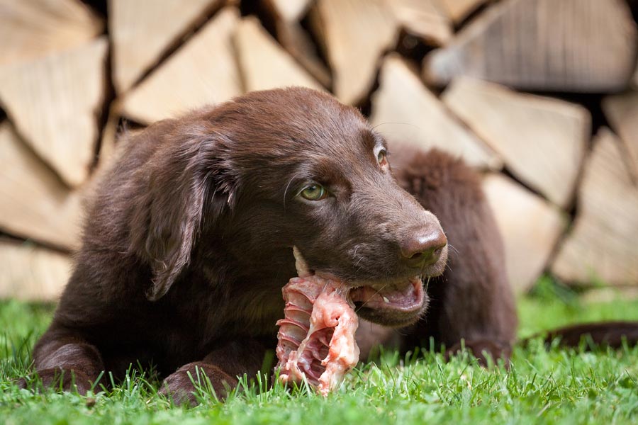 Cachorro de pelo oscuro está acostado en la hierba mientras muerde un trozo de carne fresca