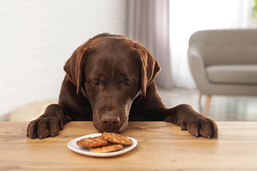 Labrador con pelaje marrón oscuro mira por encima de una mesa oliendo un plato lleno de galletas