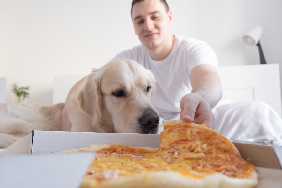 Golden retriever mira la pizza que su dueño saca de la caja con una mirada de deseo