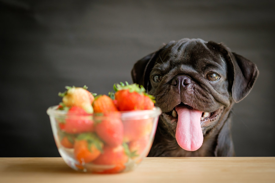 Cane carlino nero si affaccia sulla tavola da pranzo per guardare una ciotola contenente delle fragole