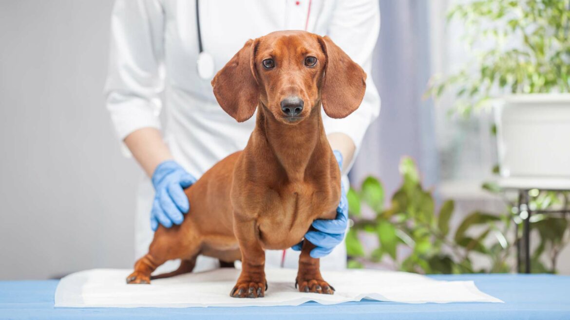 Cane bassotto sul tavolo del veterinario mentre il medico lo visita