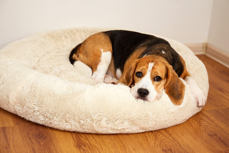 Perro Beagle acostado en su cama con expresión cansada