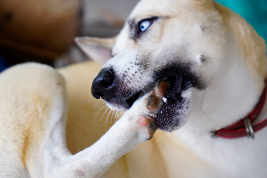 Cane bianco di grossa taglia si morde una zampa posteriore