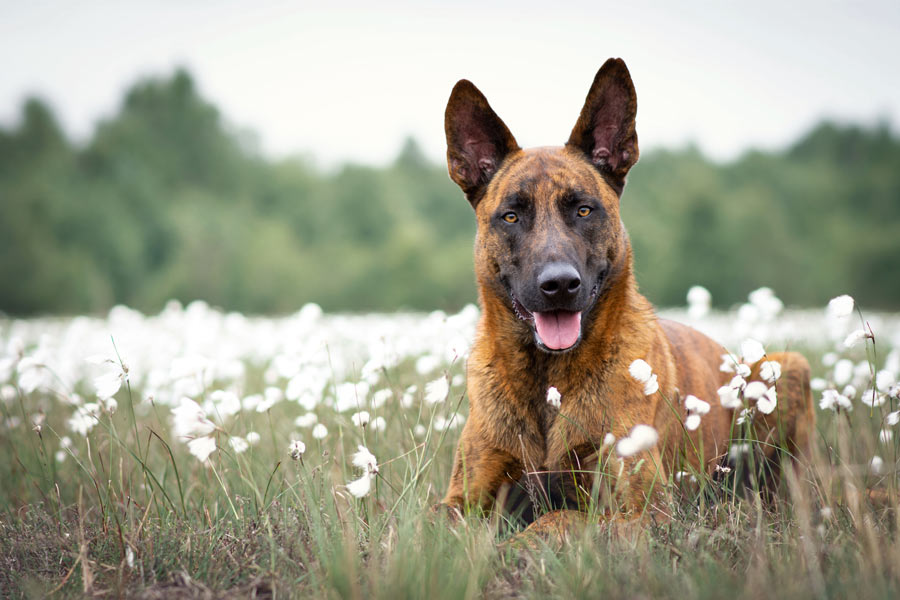 Cane di pastore tedesco disteso in un campo fiorito