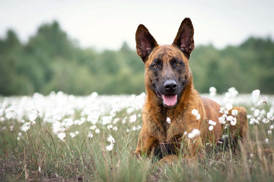 Perro pastor alemán acostado en un campo florecido