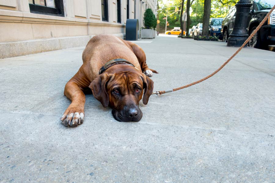 Cane di grossa taglia si ferma stanco per distendersi durante una camminata al guinzaglio