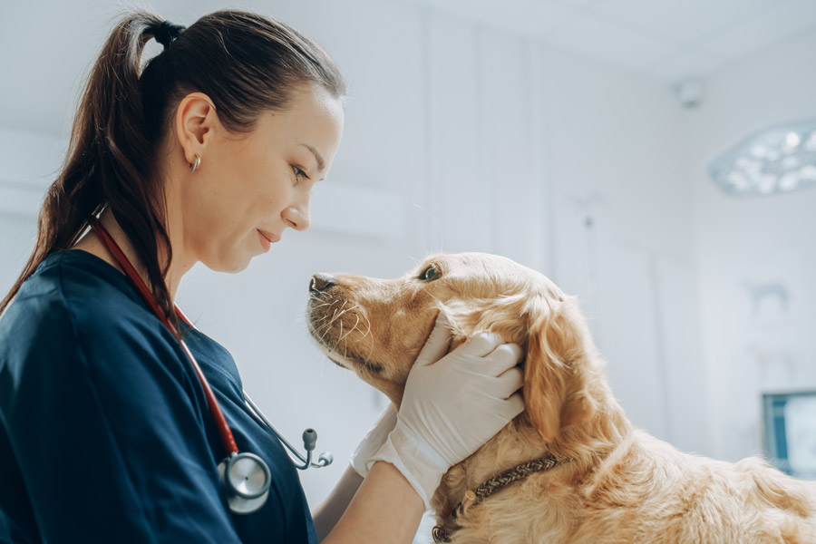 Veterinario donna visita un cane di golden retriever prendendogli dolcemente la testa e guardandolo negli occhi