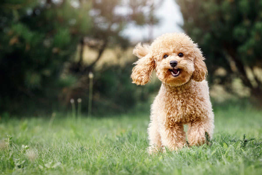 Cane di barboncino corre con espressione felice in un prato erboso