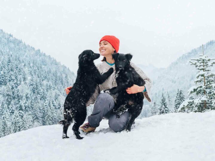 Dogs and snow