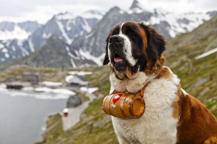 Cane di San Bernando in un luogo di alta montagna. Il cane indossa al collo la tipica fiaschetta in legno