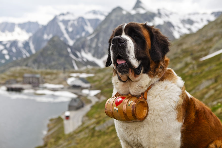  Perro San Bernardo en un lugar de alta montaña. El perro lleva al cuello la típica petaca de madera.