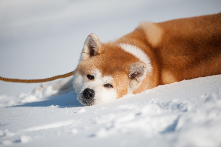 Cane di Akita Inu disteso in mezzo alla neve