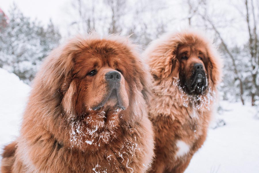 Dos Mastínes tibetanos en un entorno nevado