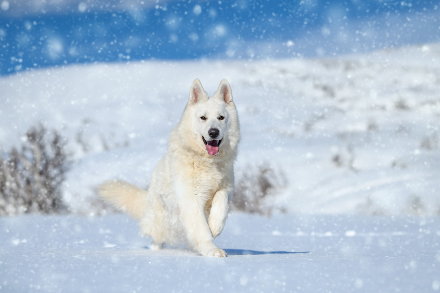 Pastor Blanco Suizo corriendo en la nieve