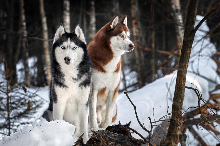 Due esemplari di Husky, uno bianco e nero e uno marrone e nero, sono seduti in un bosco innevato.