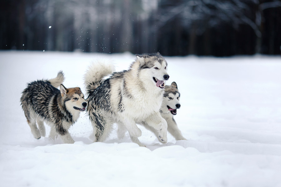 Tres Malamutes de Alaska, un adulto y dos cachorros, corren en la nieve