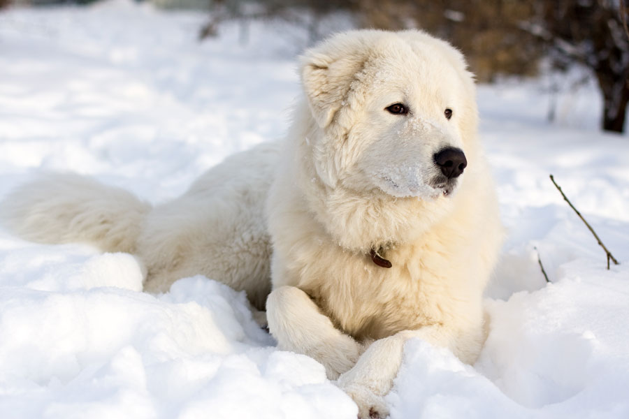 Pastor de Maremma sentado en la nieve