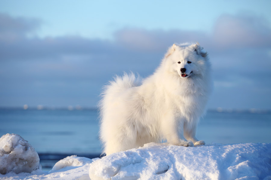 Samoyedo mira hacia el horizonte mientras se apoya en una pila de nieve