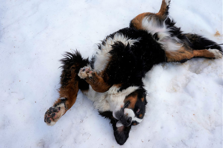 Esemplare di Bovaro del Bernese si rotola a pancia in su nella neve