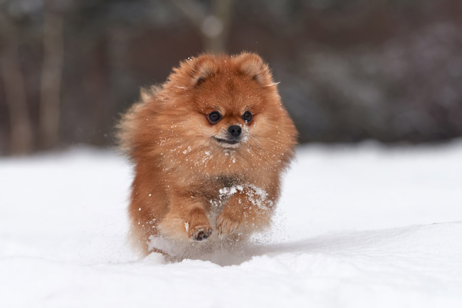 Pomerania corre en la nieve