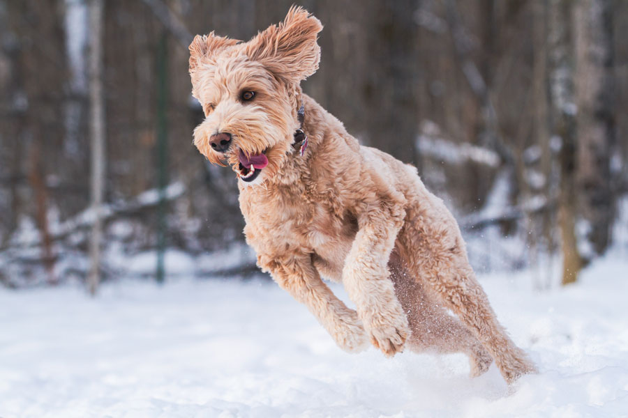 Perro corre en la nieve con cara divertida