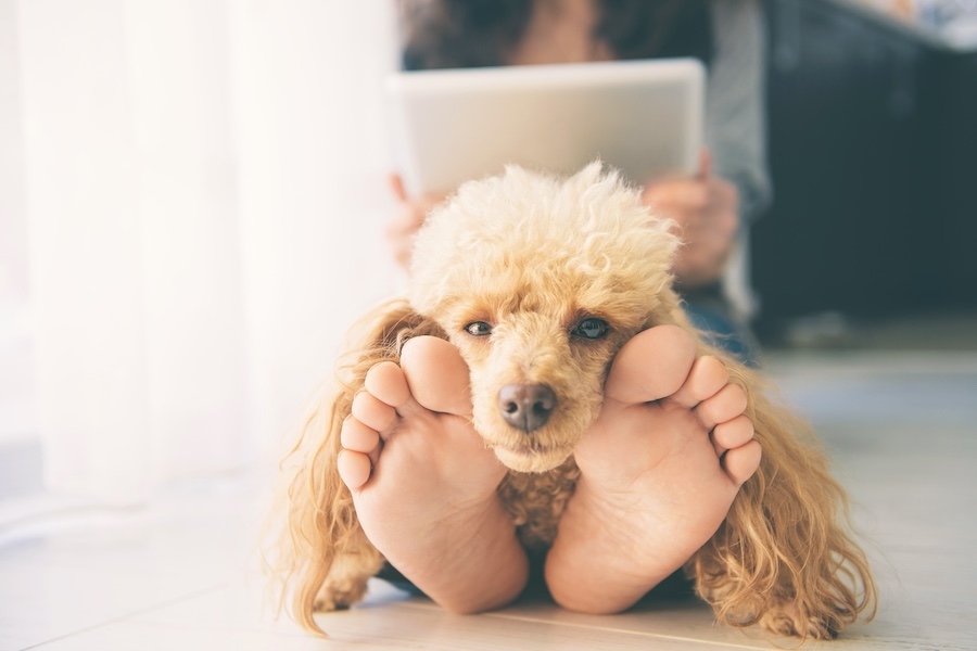 Poodle resting on the feet of his keeper