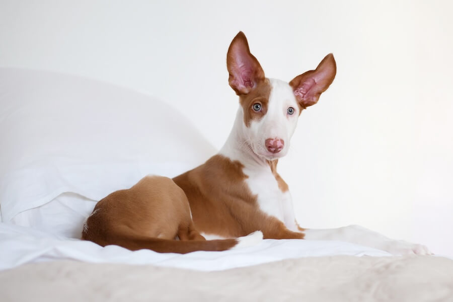 Perro de tamaño pequeño con orejas levantadas