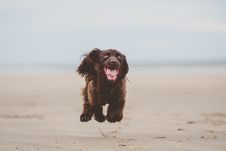 Dog runs on the beach