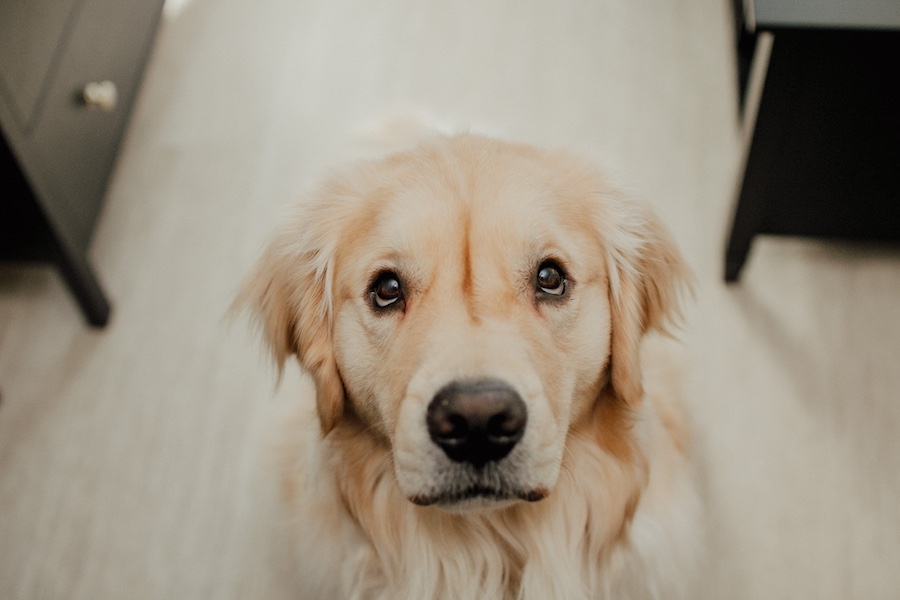 cane guarda in modo languido