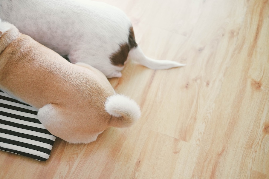 Dos colas de perritos