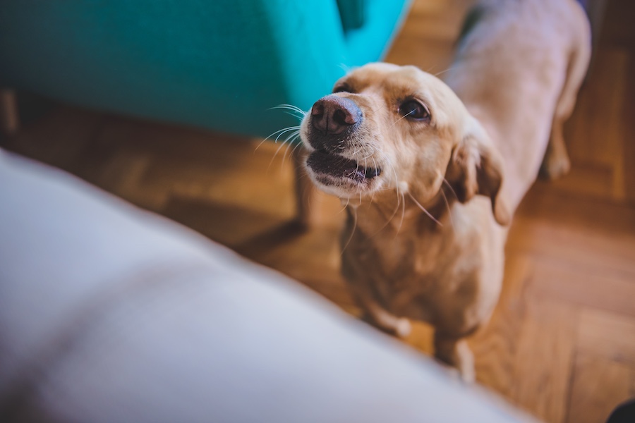 un cagnolino piange e guaisce