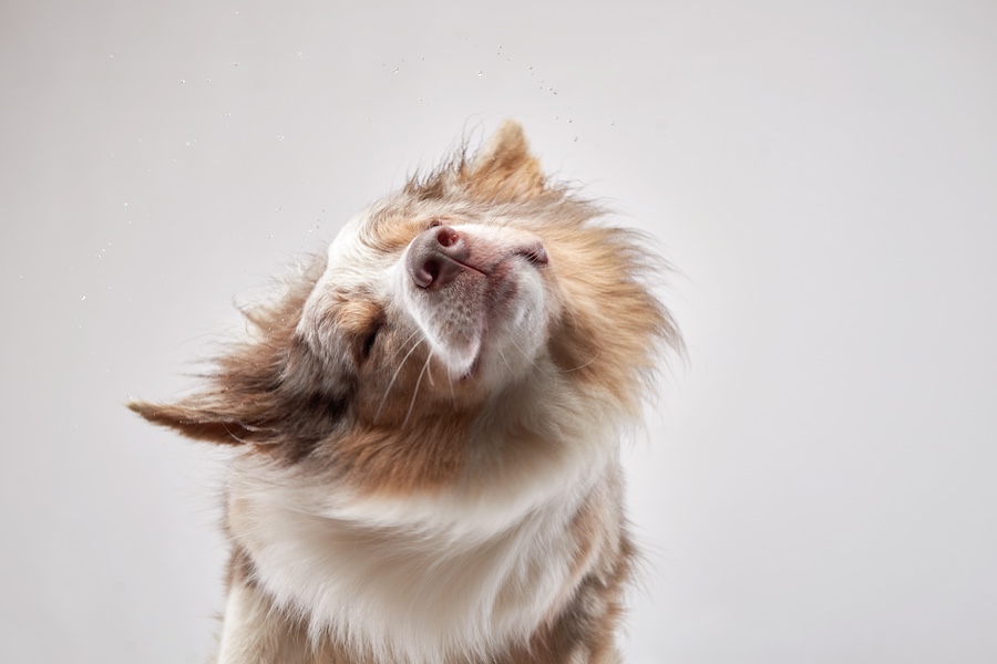 un cane che si scrolla