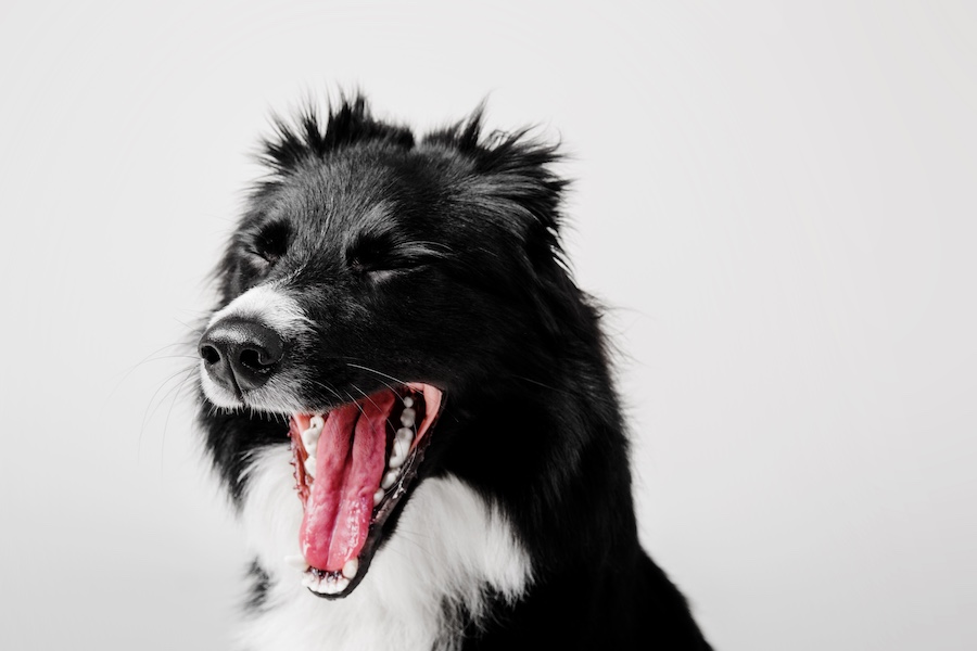 Border Collie bosteza