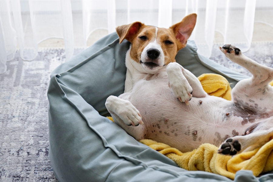 A belly-up dog inside his doghouse