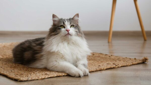 gatto a pelo lungo sdraiato su una stuoia sul pavimento in legno di una casa