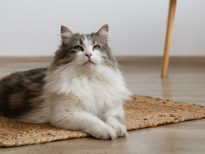 Il mondo mistico e indipendente dei gatti