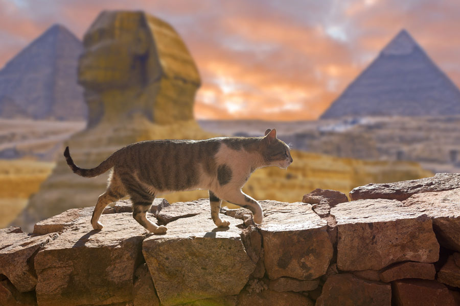 gatto cammina sopra un muretto. Nello sfondo si vedono le piramidi egizie e una sfinge