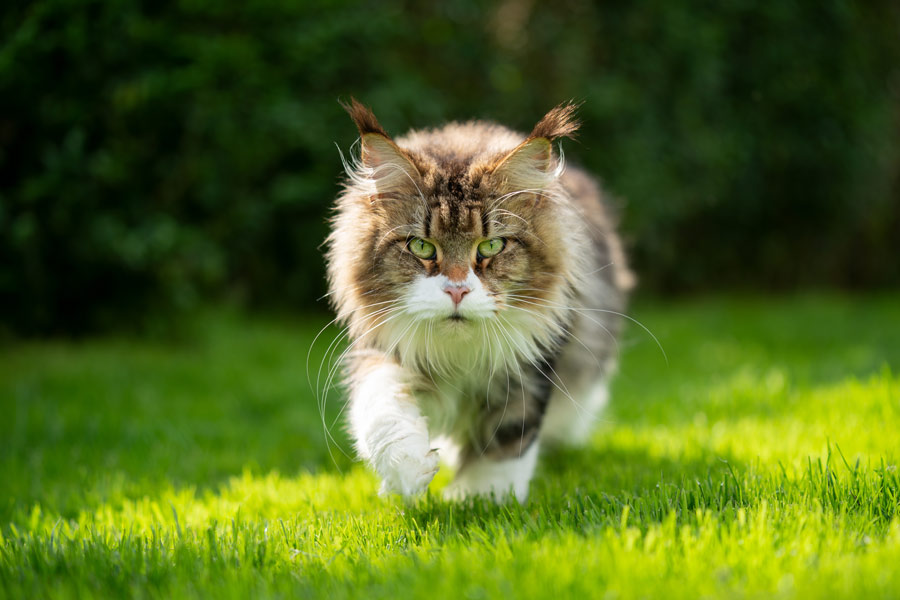 gatto a pelo lungo cammina in un prato