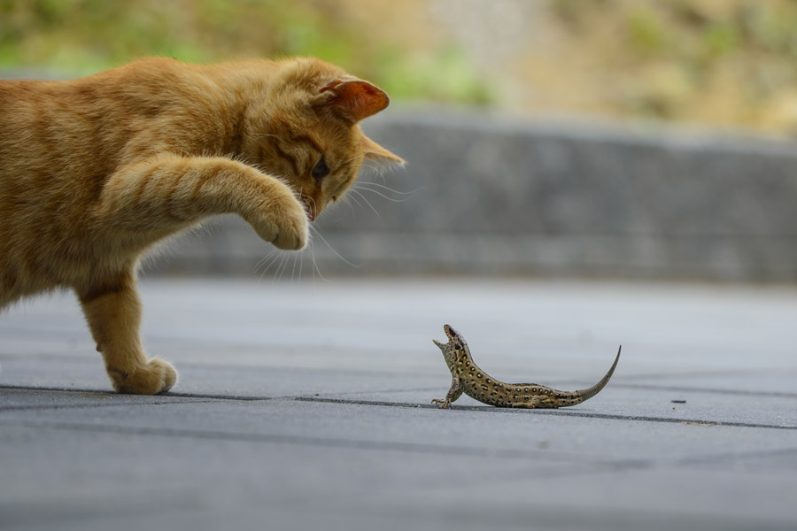 gatto arancione gioca con una lucertola