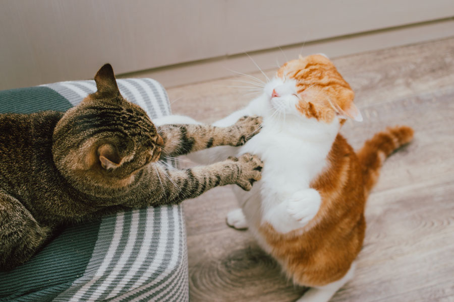 Gatto tigrato combatte scherzosamente con un gatto arancione e bianco dentro casa