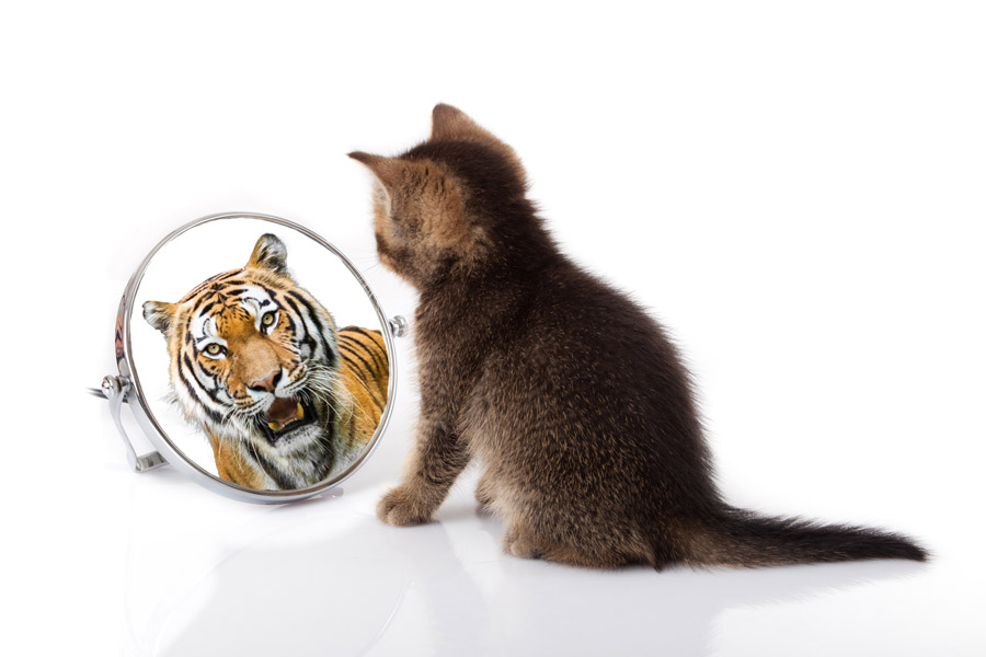 Gattino tigrato si specchia. Nello specchio c'è l'immagine di una tigre