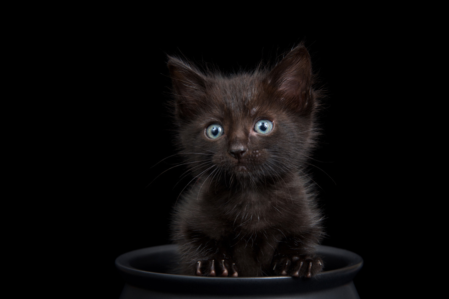 Gattino nero dentro ad un vaso