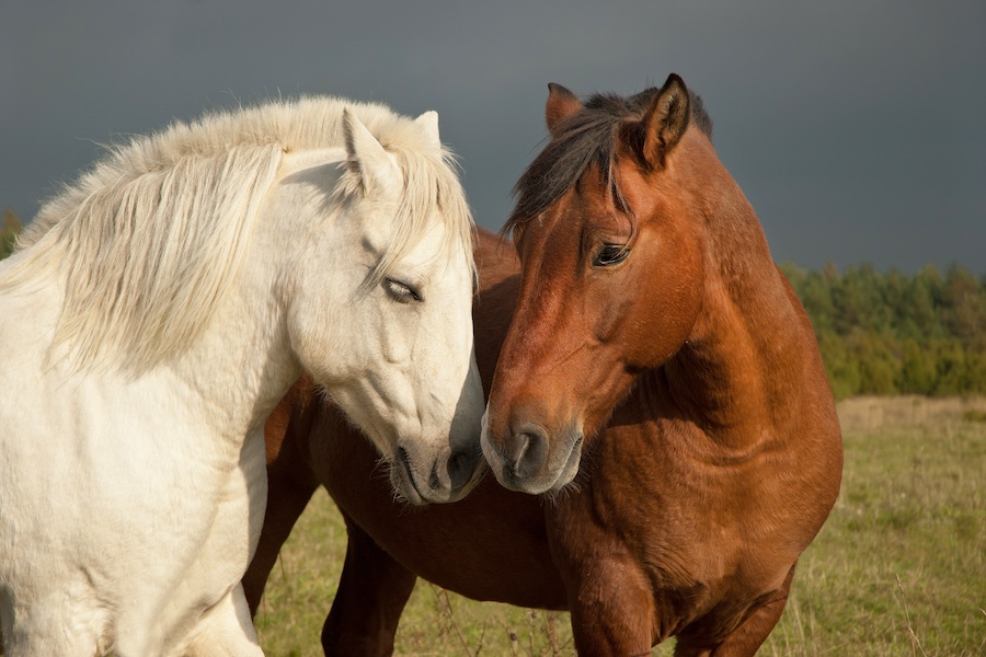 Due cavalli che si sfiorano il muso e mostrano come gli animali possono innamorarsi