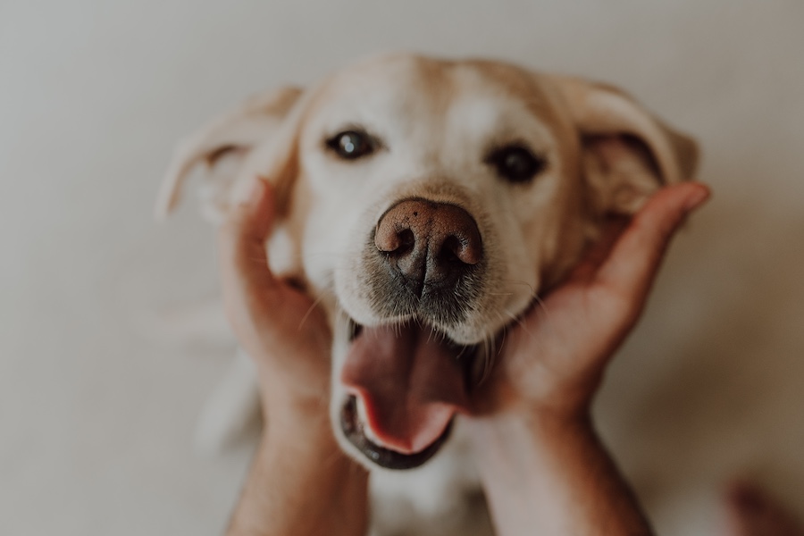 Una persona tiene con affetto la testa di un Labrador tra le mani